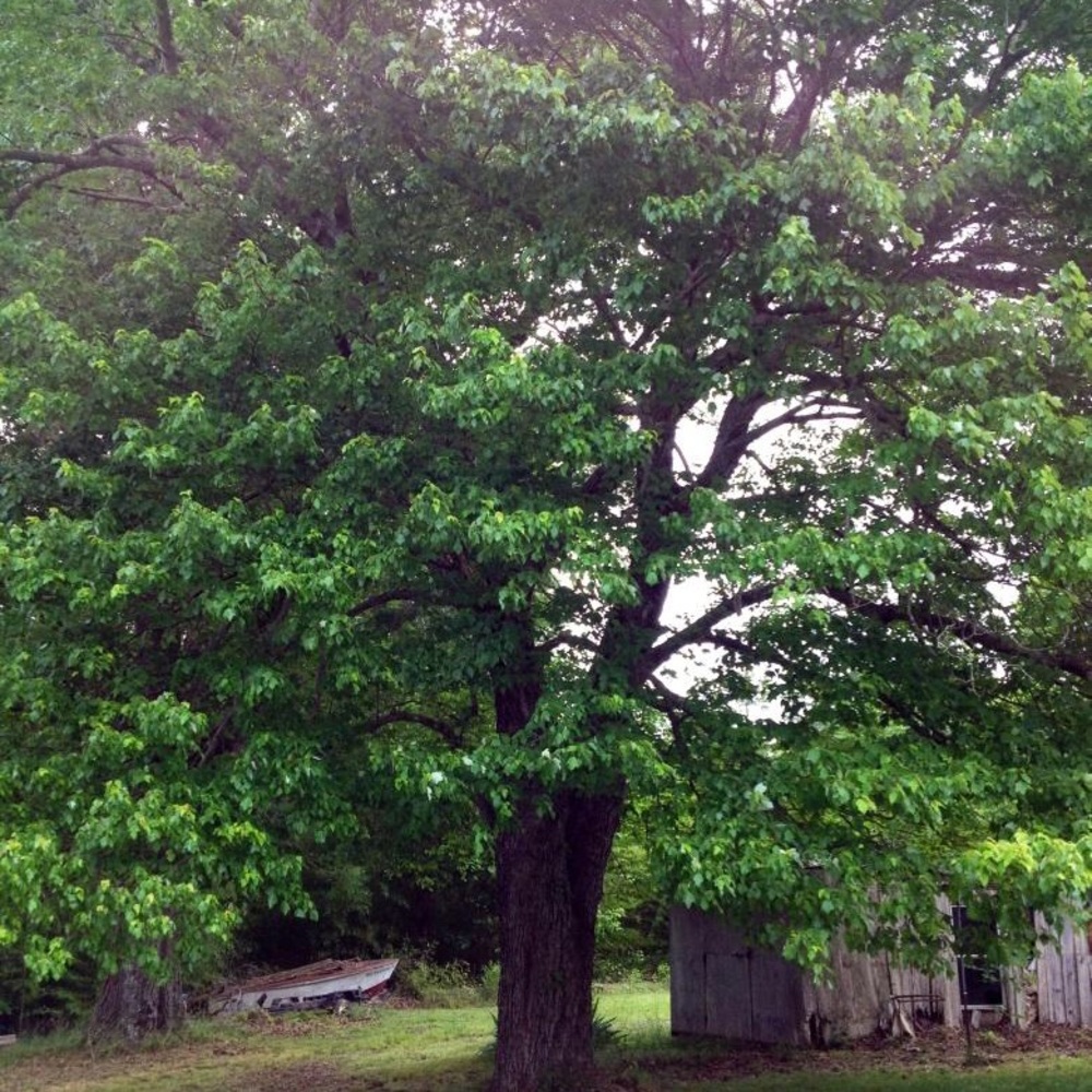 Meet your Posher, Angie